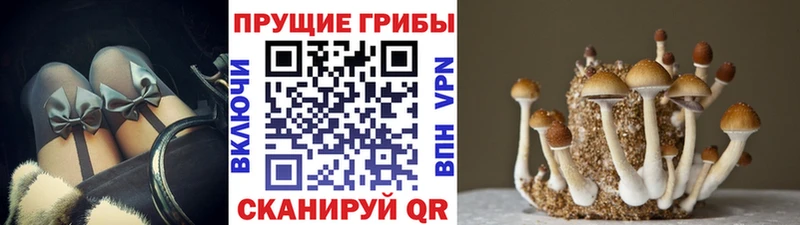 Купить  Кущёвская  Псилоцибиновые грибы GOLDEN TEACHER 